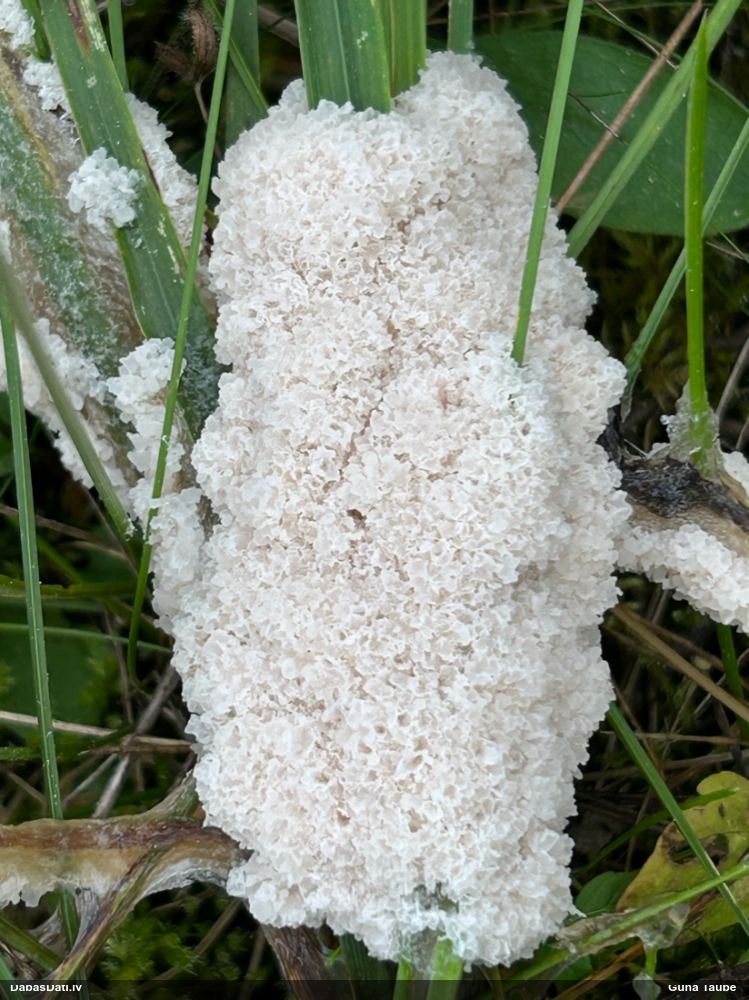 Pārslainā cukurīte