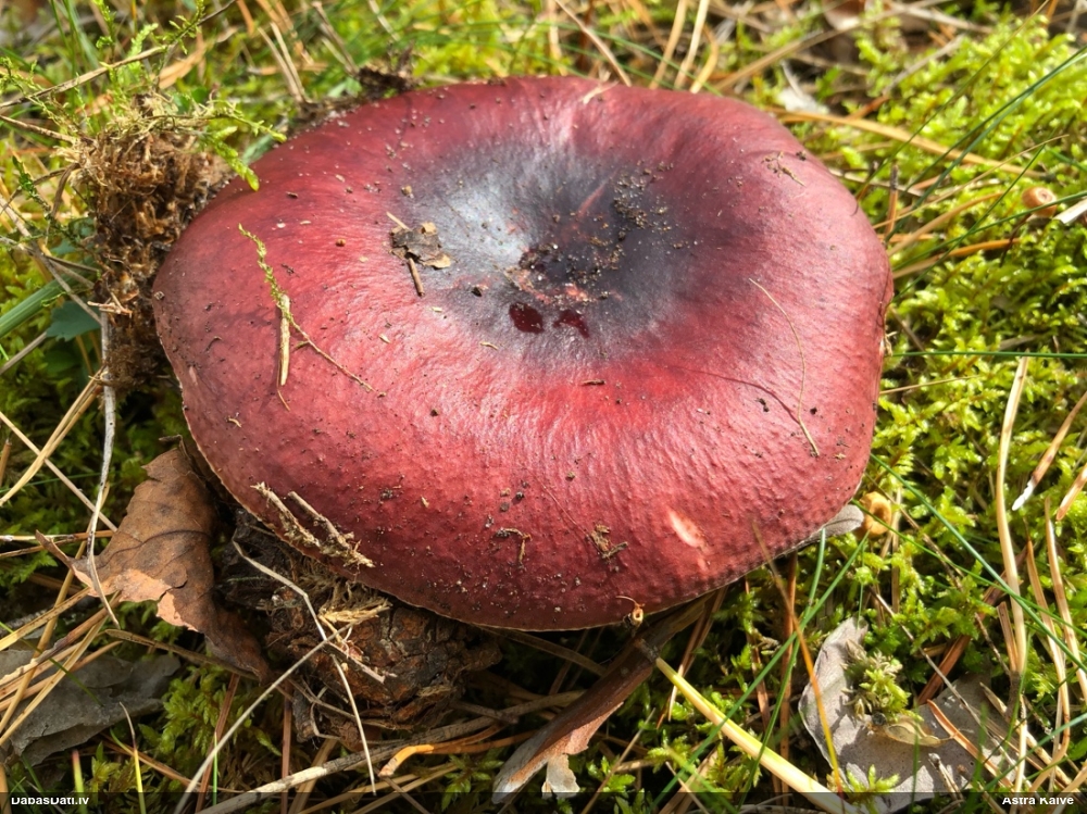 Purpurbrūnā bērzlape