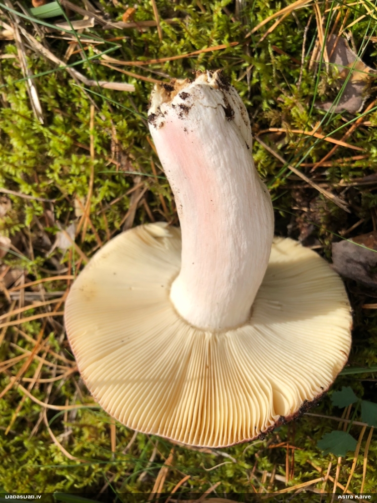 Purpurbrūnā bērzlape