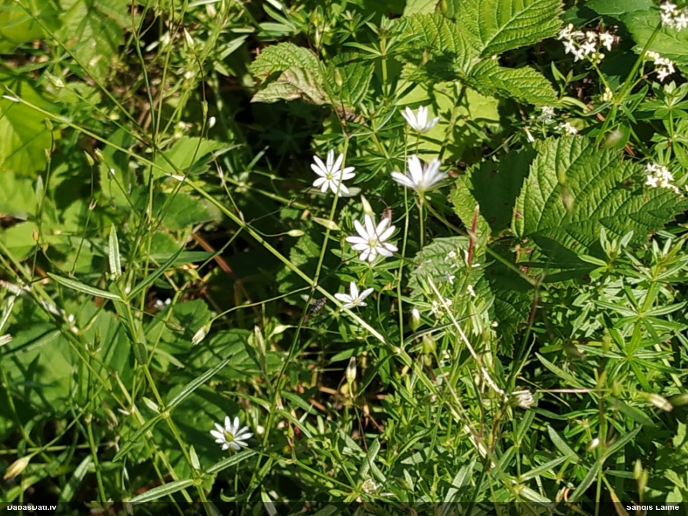 lesser Stitchwort