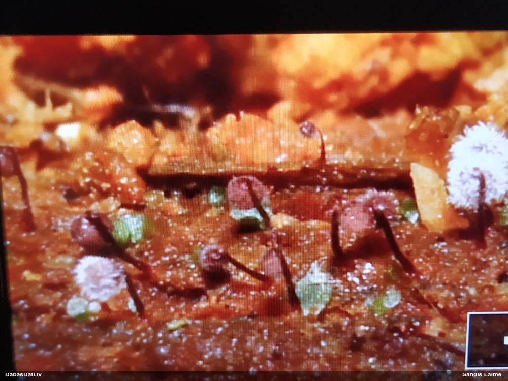 Kaustīklotā lākturīte