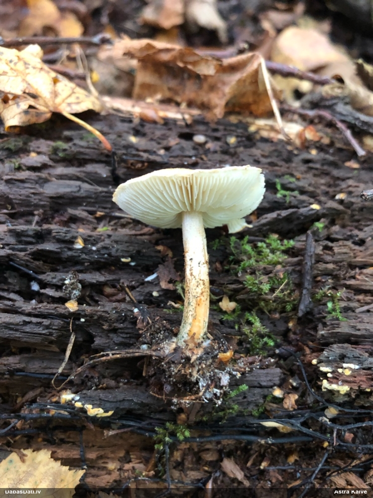 Granges saulsardzene
