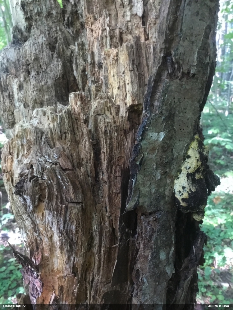 Dažādsporu ragansviests