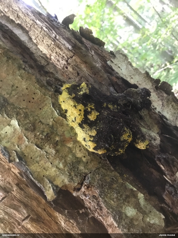 Dažādsporu ragansviests