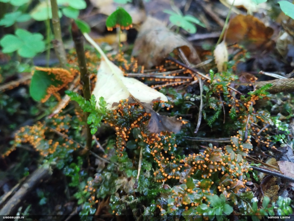 Papagaiļu pumpurīte