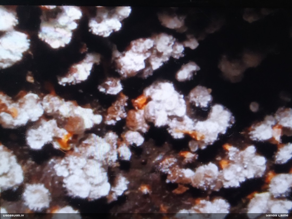 Papagaiļu pumpurīte