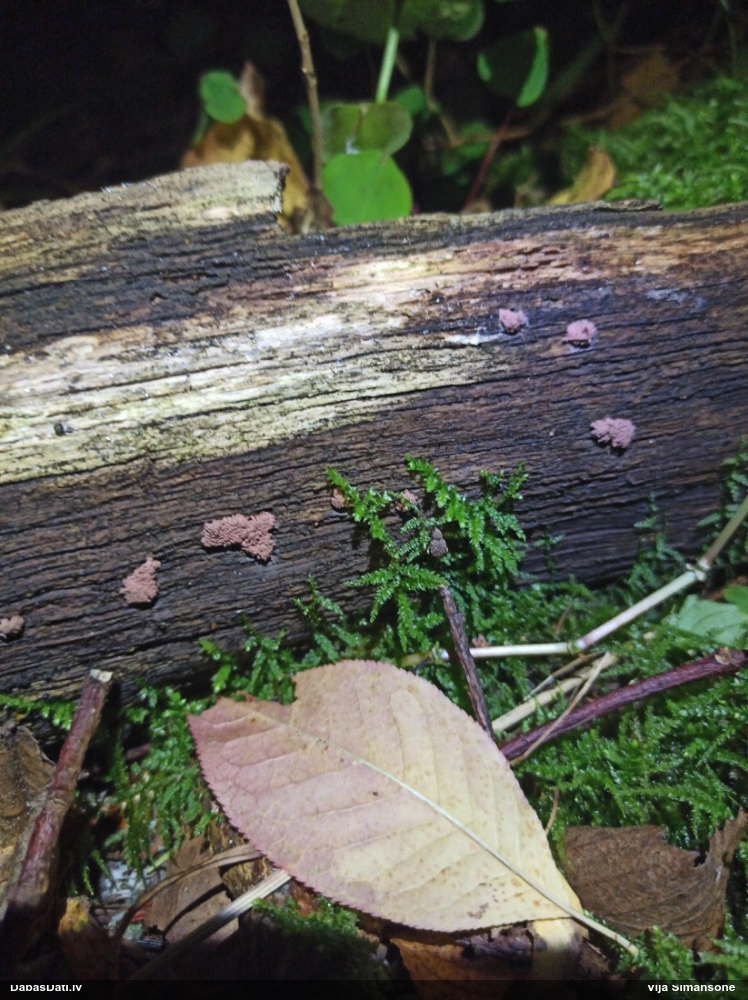 Sprodzīte (nenoteikta)