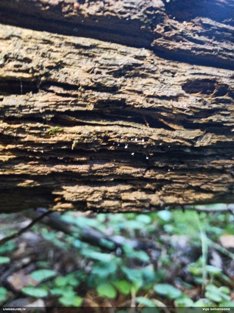 Komatrihija (nenoteikta)