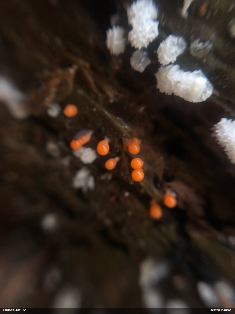 Maldinošā / krāterformas pilienīte