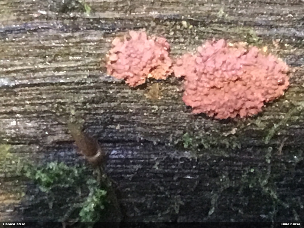 Ķeizariskā sprodzīte