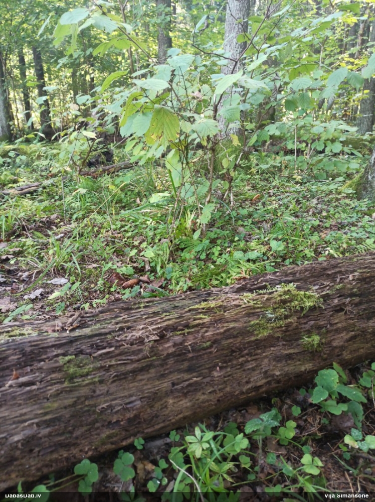 Pušķainā šokolādes gļotsēne