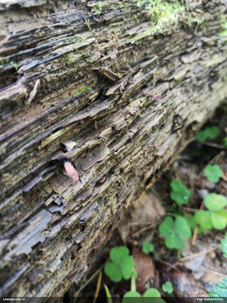 Pušķainā šokolādes gļotsēne