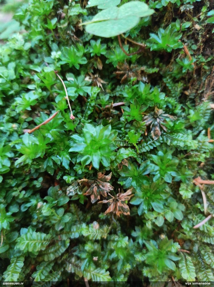 Parastā rožgalvīte