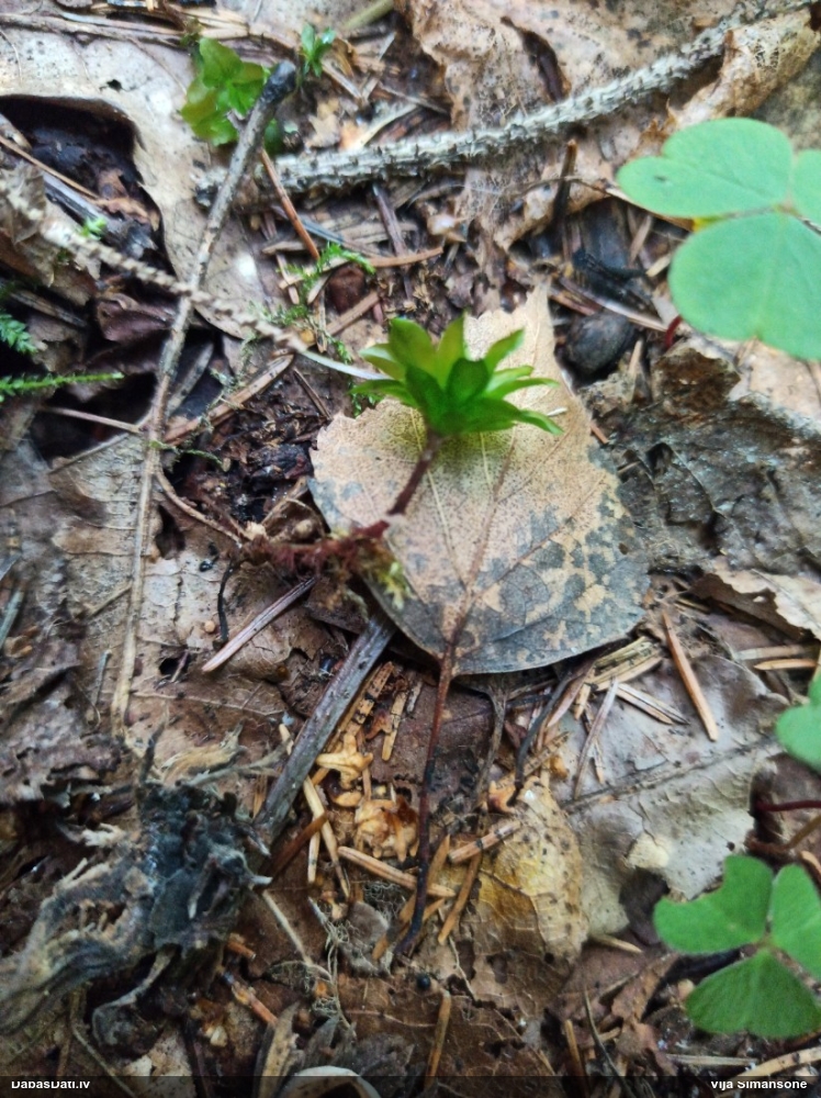 Parastā rožgalvīte