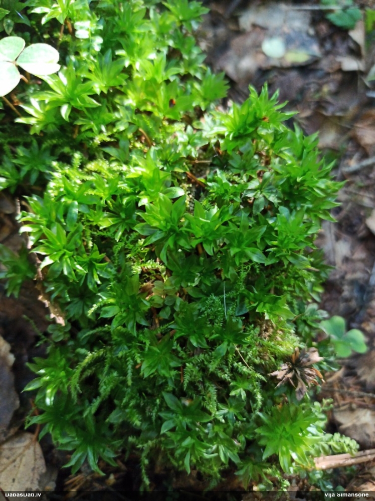 Parastā rožgalvīte