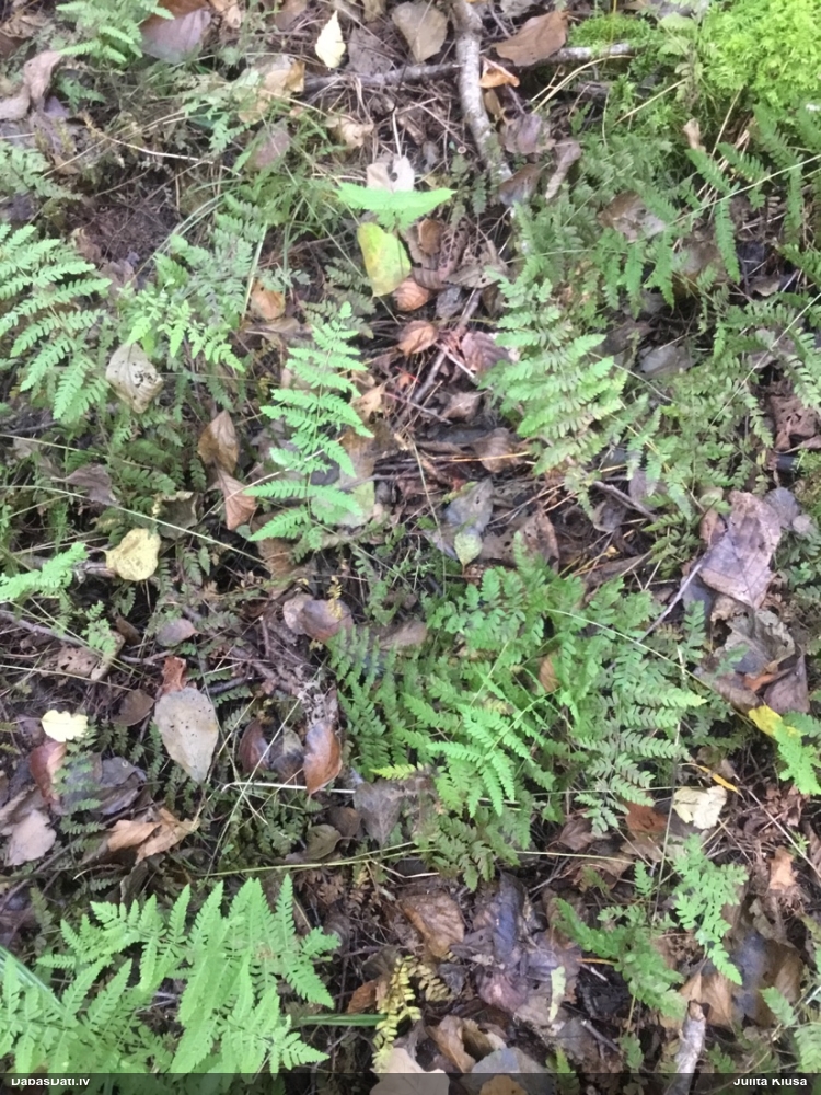 Purvāju purvpaparde