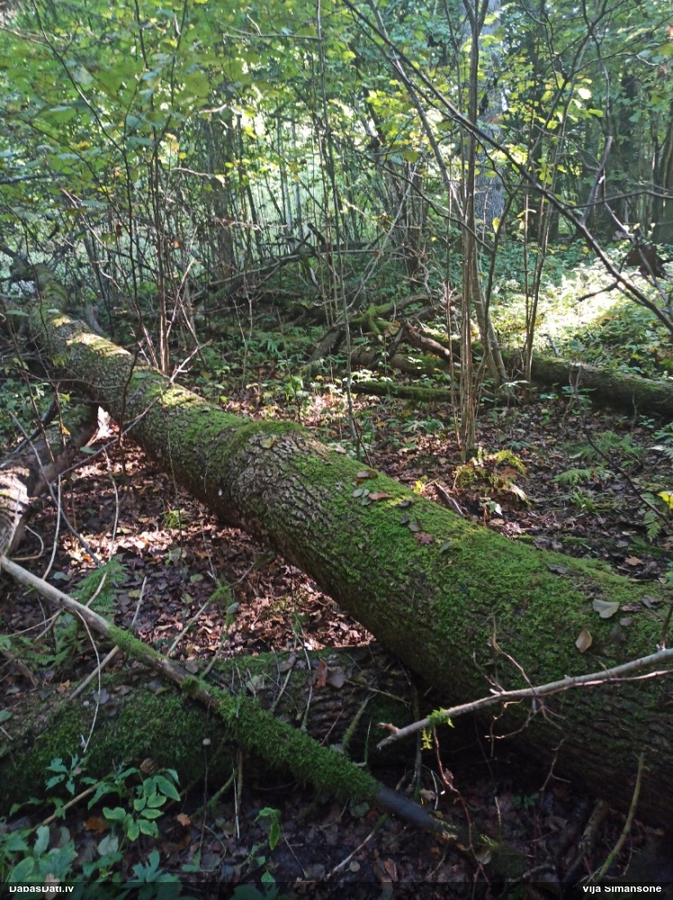 Daudzveidīgā trihija