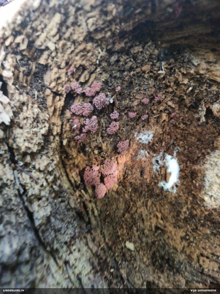 Ersteda (maltāsgaļas) sprodzīte