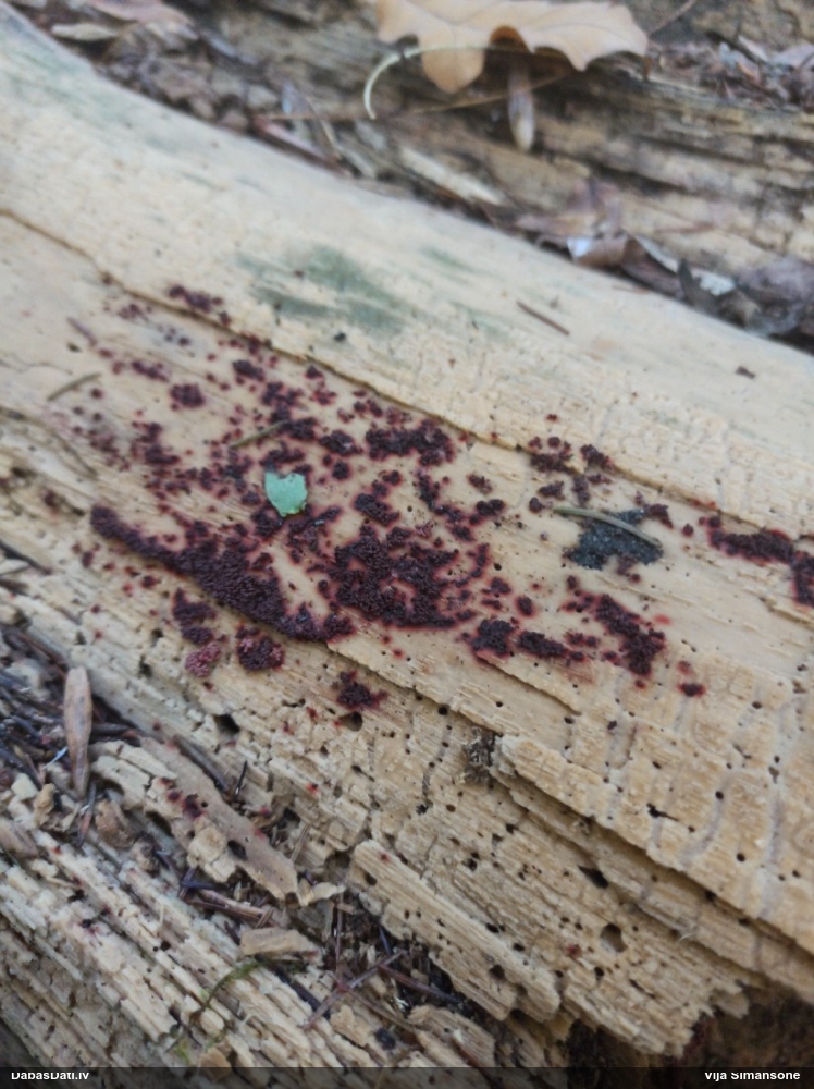 Ersteda (maltāsgaļas) sprodzīte