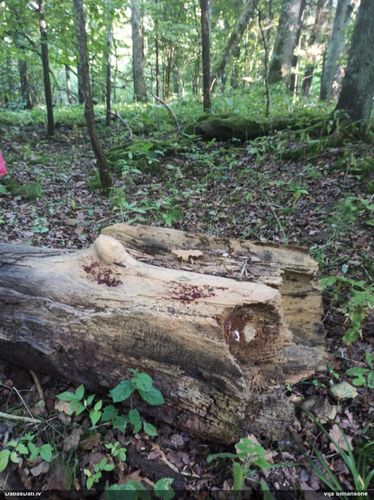 Ersteda (maltāsgaļas) sprodzīte