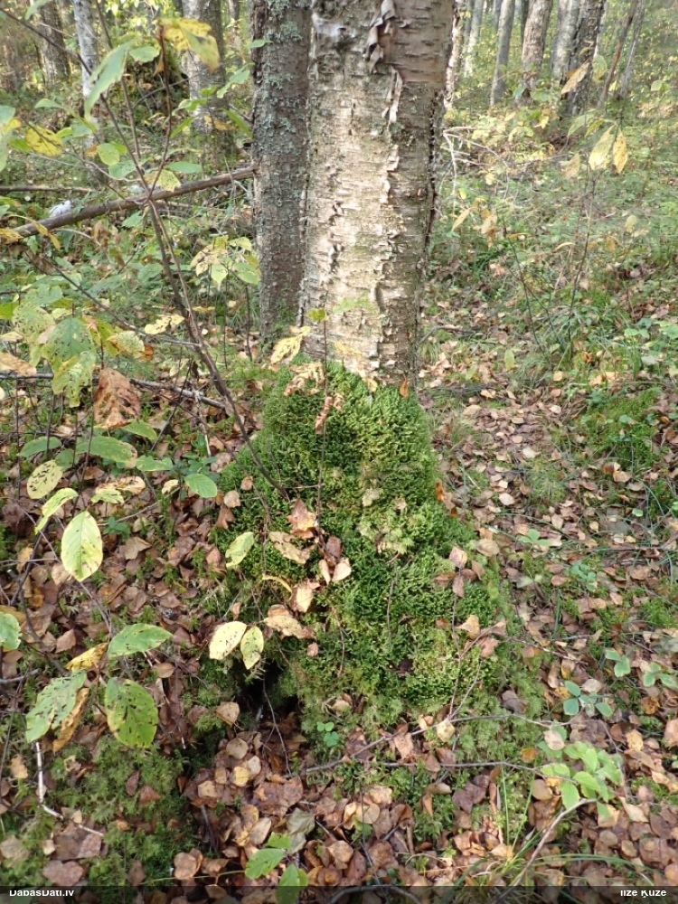 Trejdaivu bacānija