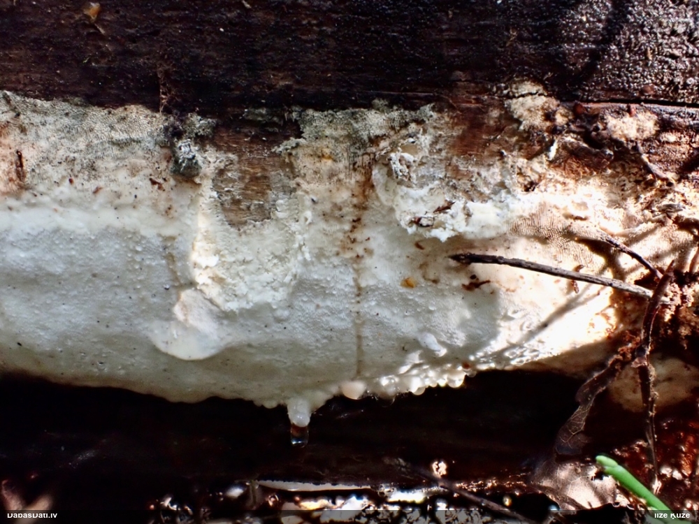 Piepe Resinoporia cretacea