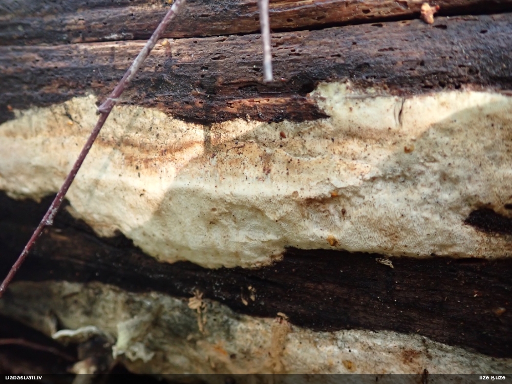 Piepe Resinoporia cretacea