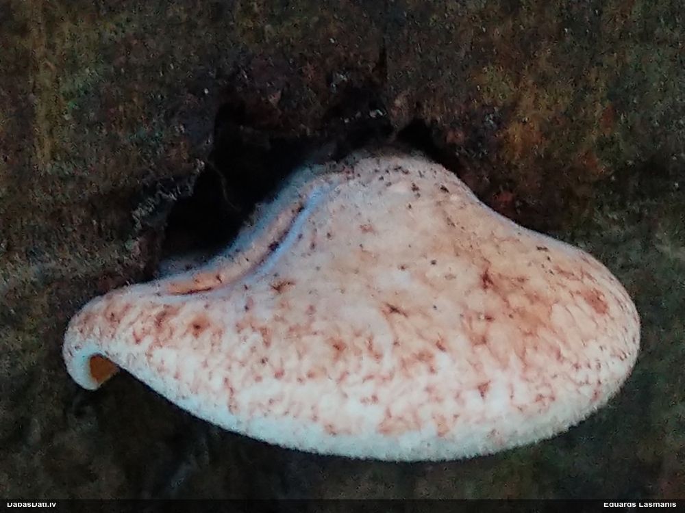 Lapiņsēne (nenoteikta)