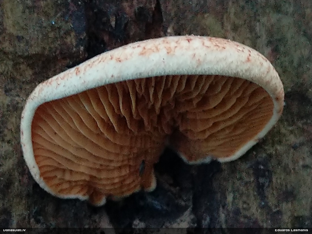 Lapiņsēne (nenoteikta)