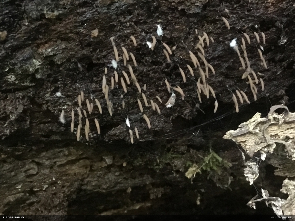 Noliektās cilindrītes sīksporu varietāte