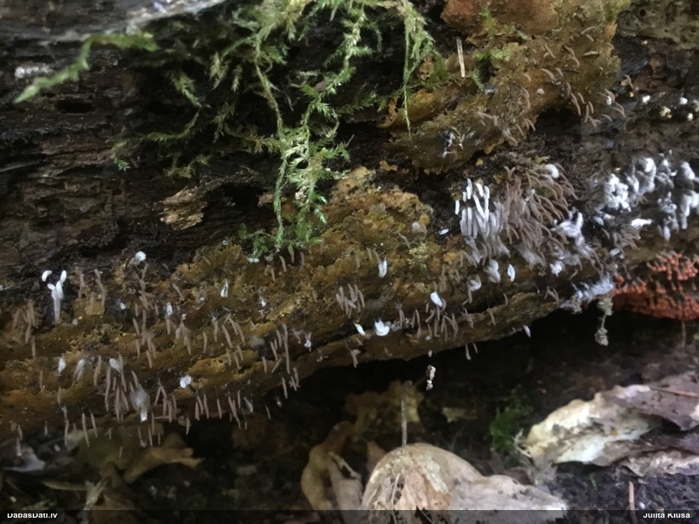 Noliektās cilindrītes sīksporu varietāte