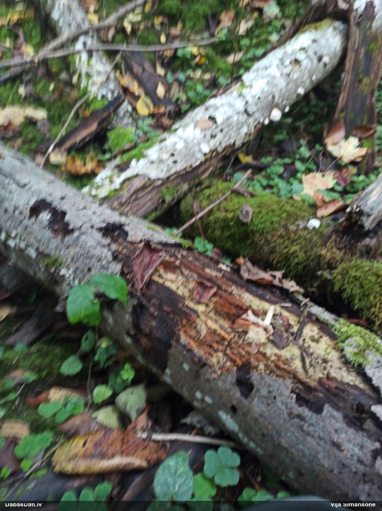 Sprodzīte (pelēka, sarkana; nenoteikta)