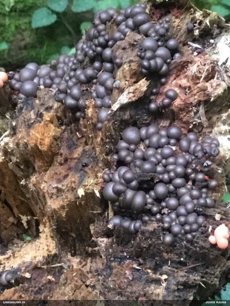 Koksnes vilkpienaine