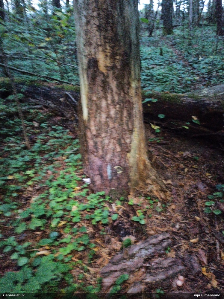 Dažādsporu ragansviests