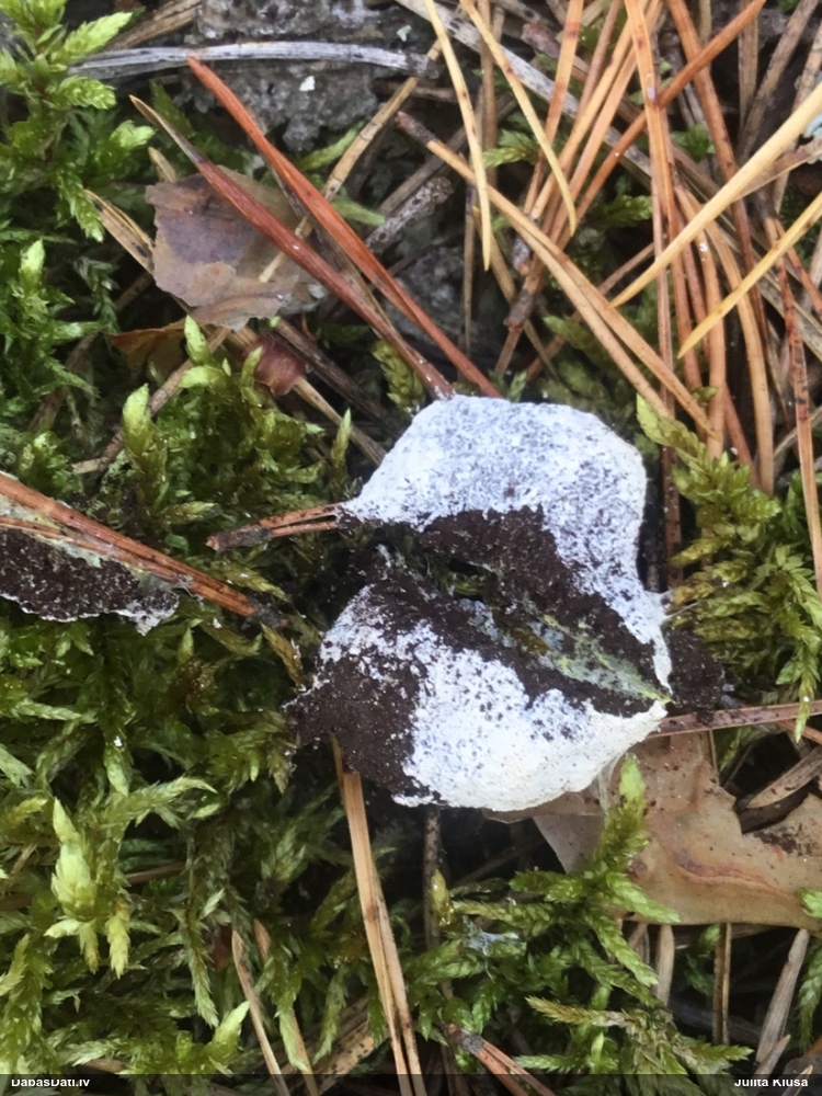 Parastais ragansviests (neprecizēta varietāte)