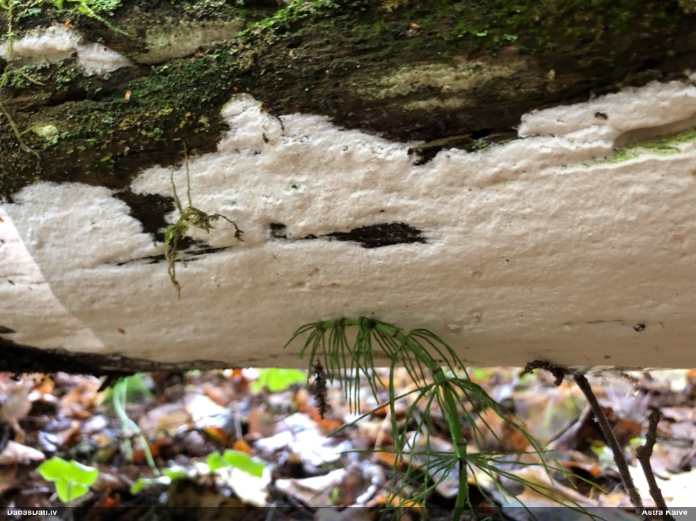 Gludā baltene