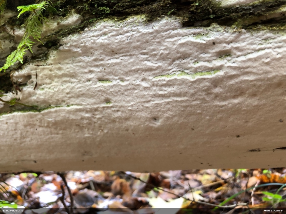 Gludā baltene