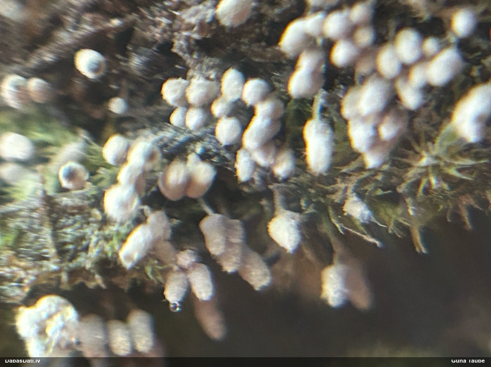 Pelēcīgā arcīrija