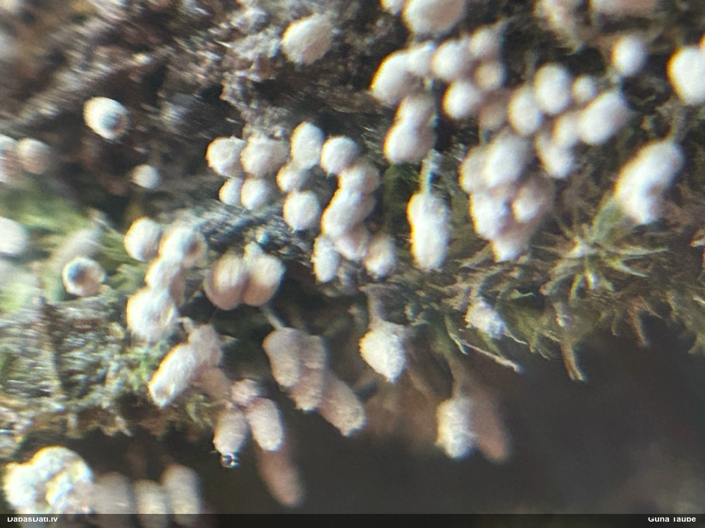 Pelēcīgā sprodzīte