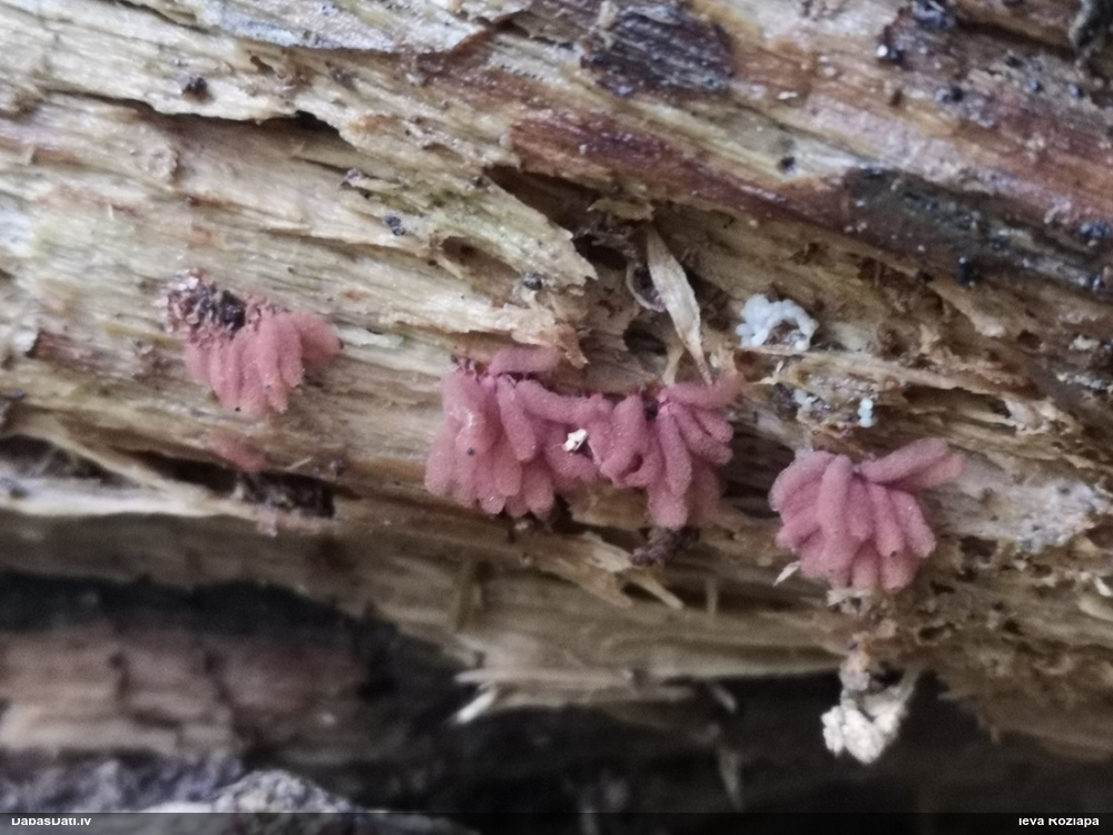 Sprodzīte (pelēka, sarkana; nenoteikta)