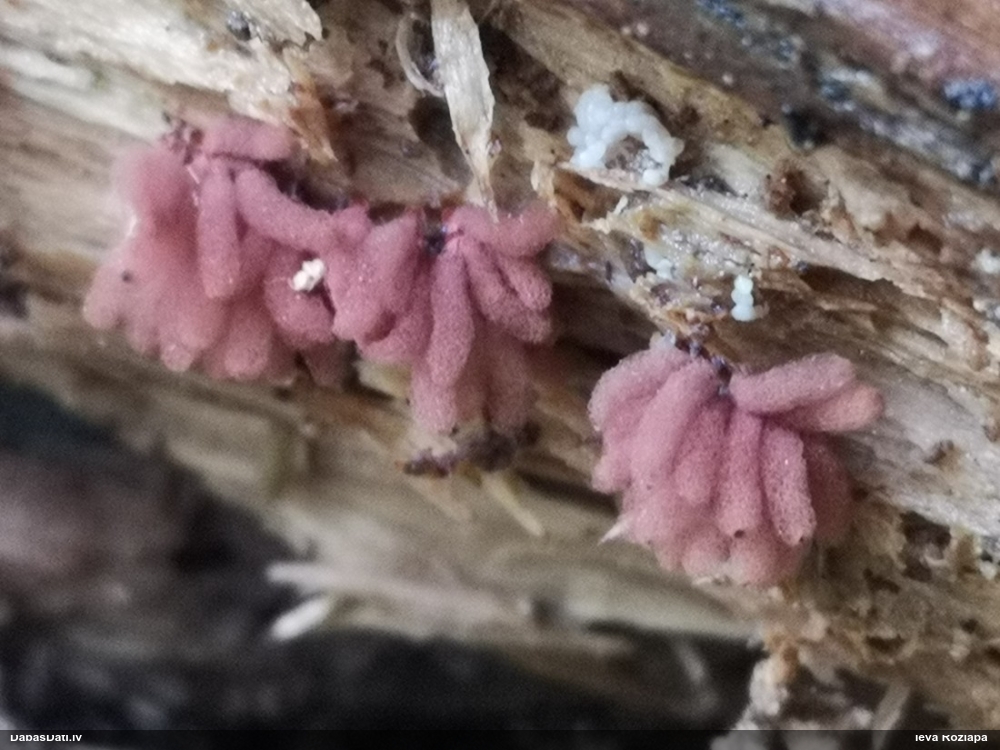 Sprodzīte (pelēka, sarkana; nenoteikta)