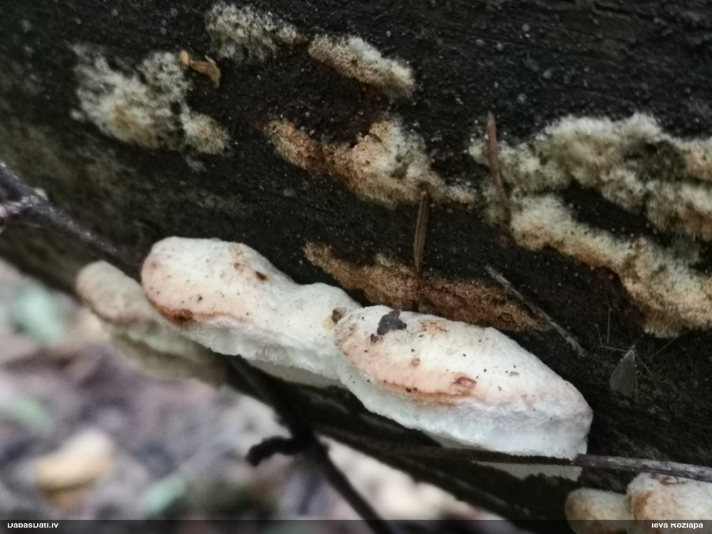 Mīkstpiepe Postia sp.