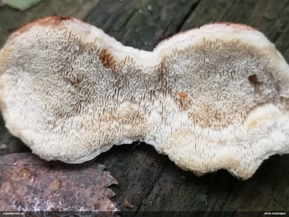 Mīkstpiepe Postia sp.