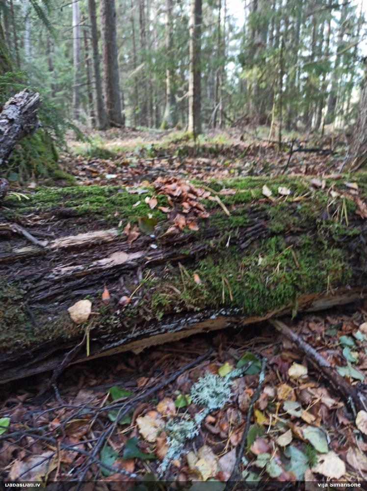 Pelēcīgā sprodzīte