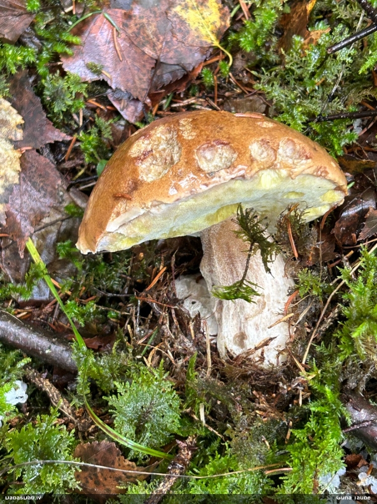 Egļu baravika