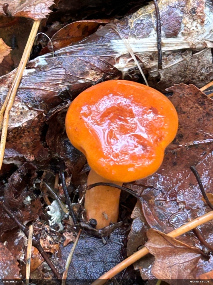 Maigā pienaine