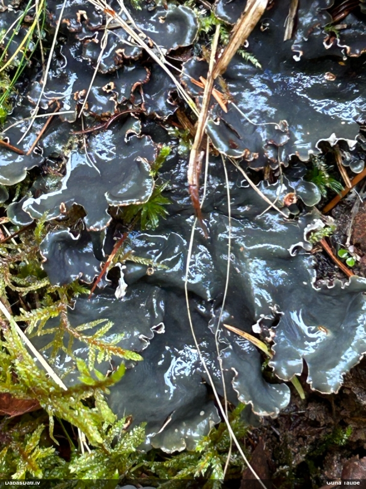 Peltīgera (nenoteikta)