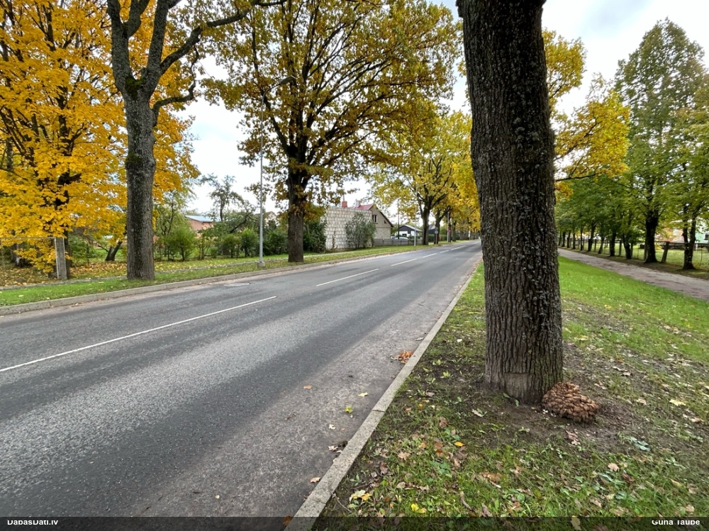 Daivainā čemurene