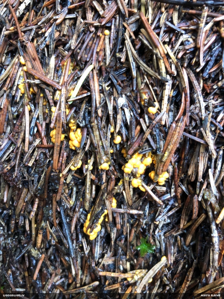 Pumpurīte (nenoteikta)