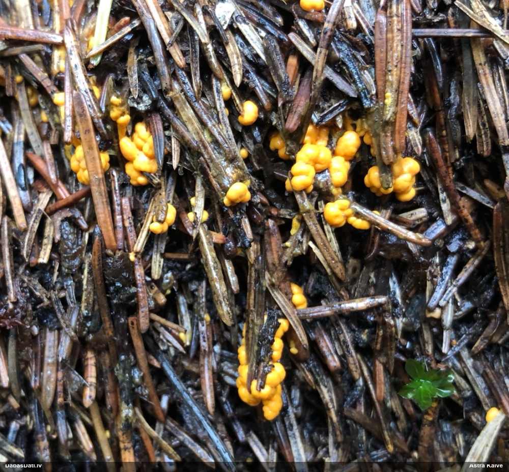 Pumpurīte (nenoteikta)